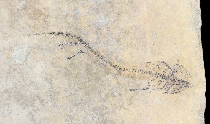 Permian Branchiosaur (Amphibian) Fossil - Germany #62918